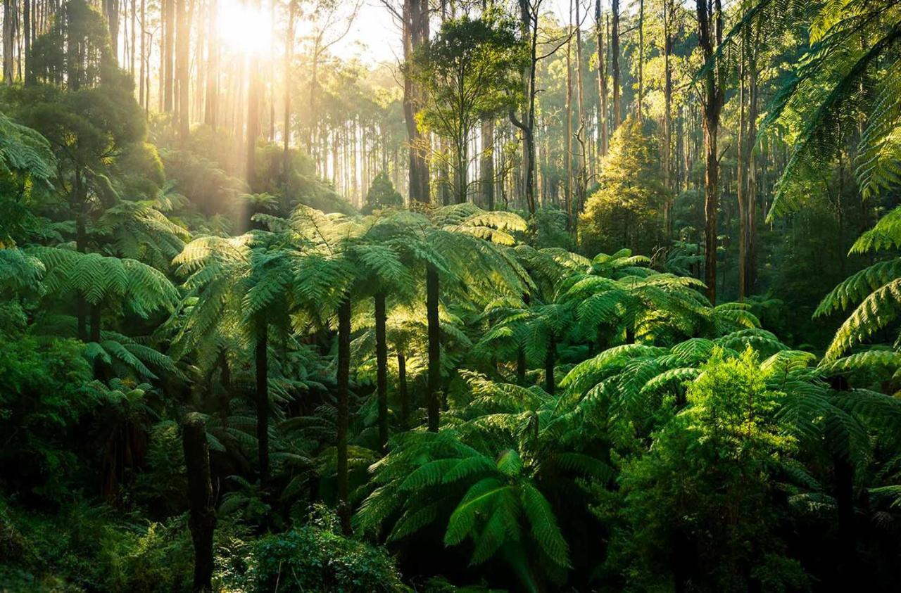 Ferny Hill Retreat, Emerald Victoria Buitenkant foto